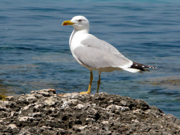 istock gull or seagull a seabird 1294352630