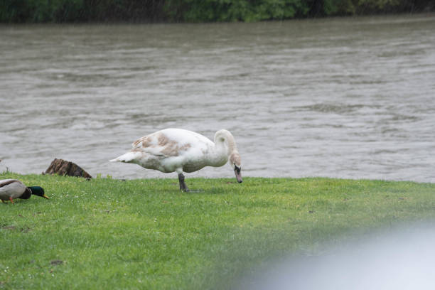 white swan, a flying bird, famously known  for mating for life