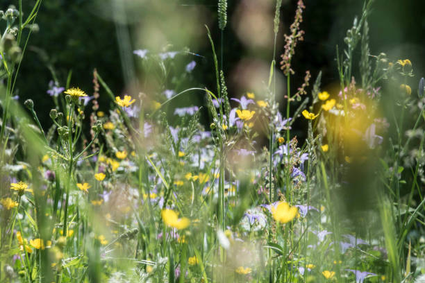 istock Flower meadow in the summer 1294352673