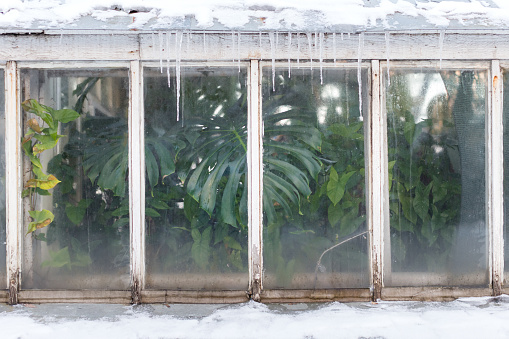 Greenhouse during in winter time. Green tropical plant near the window indoor, icicles on the roof, cold weather. Monstera, lianas behind glass greenhouse