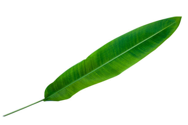 istock green tropical leaves isolated on white background 1294353330