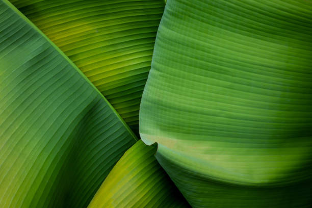 closeup banana leaves background stock photo