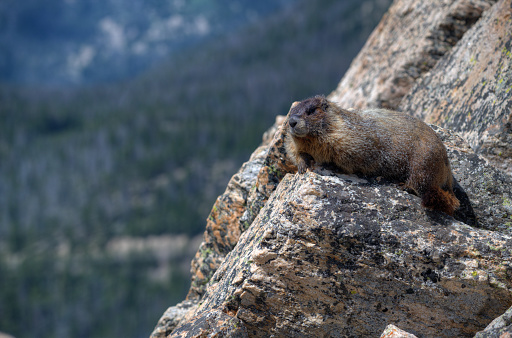 A marmot perched on a rocky overlook. (Rocky Mountain National Park, Colorado)
