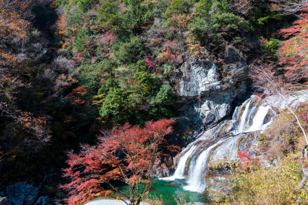istock Setogawa Valley,Valley beauty,Autumn leaves (Kochi prefecture) 1294357036