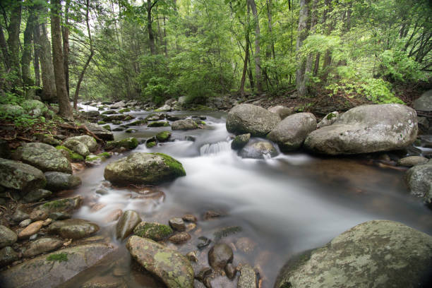 Shenandoah National Park - Nicholson Hollow Trail