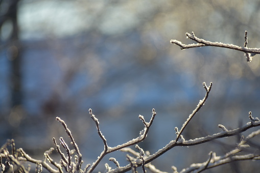 Snow rests on the bare branches that are positioned along the bottom of the shot