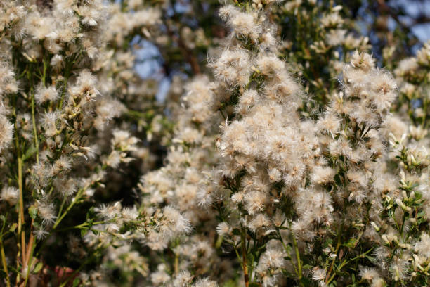 istock BACCHARIS PILULARIS FRUIT - BALLONA FWM - 110320 D 1294359070