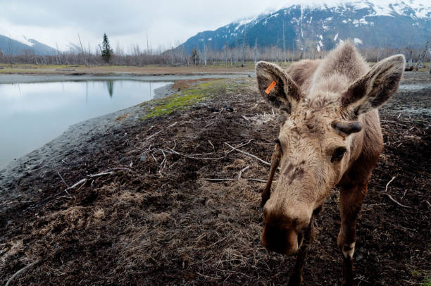 Alaskan Moose Looking At Camera, Very Close Range Alaskan Moose close looking at camera alces alces gigas stock pictures, royalty-free photos & images