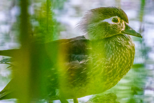 Birds on Vancouver Island British Columbia