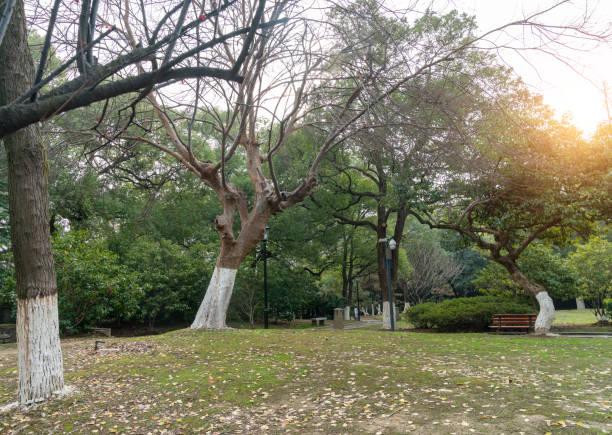 istock lawn and trees in the garden 1294363031