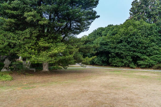 istock lawn and trees in the garden 1294363035