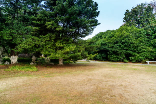 istock lawn and trees in the garden 1294363066