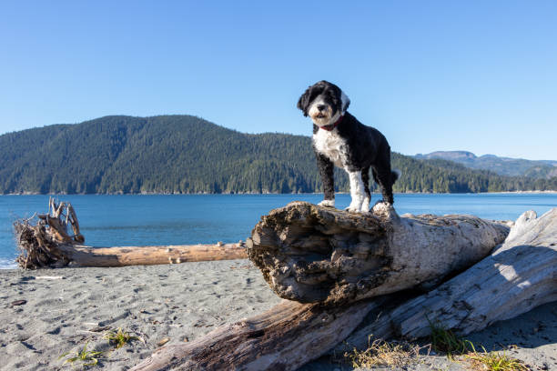 dog standing on driftwood log at beach Black and white Portuguese Water dog standing on a driftwood log on the sandy beach at Port Renfrew, British Columbia with tree covered mountains in the background and blue sky port renfrew stock pictures, royalty-free photos & images