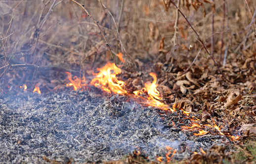 Environmental restoration professionals are conducting a planned burn by setting leaf litter on fire.