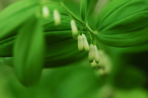 istock King Solomon's-seal flowers 1294363788