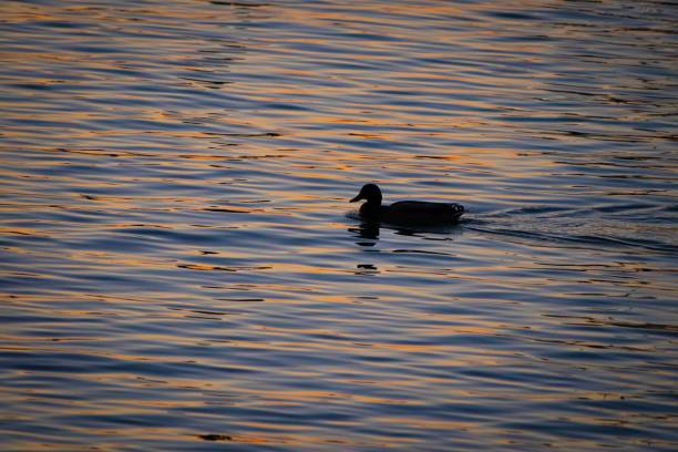 Sunset at National Harbor, Maryland