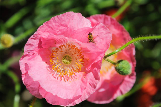 Red poppies in a garden with bees