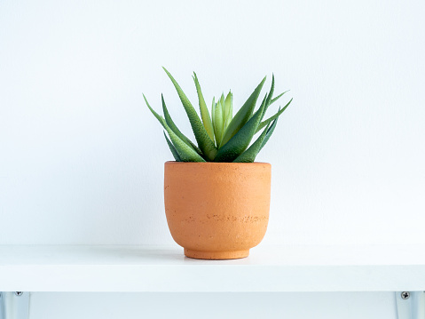 Green succulent plant in small modern terracotta pot on white wood shelf isolated on white wall background.