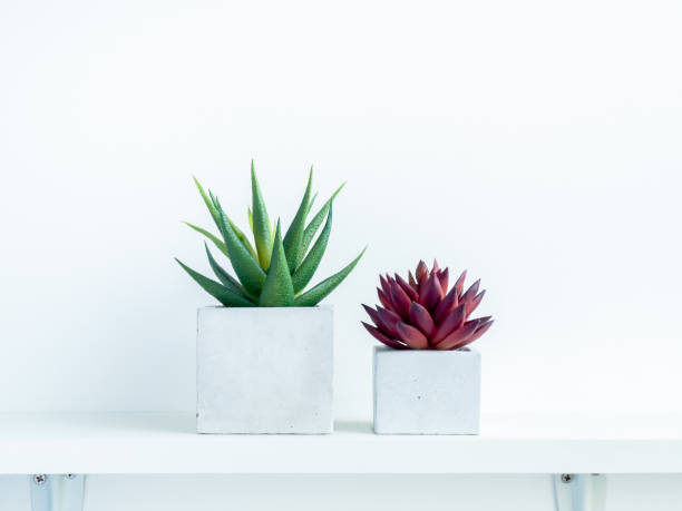 istock Concrete pot cubic shape or geometric cement planter for cactus and succulent plants. 1294365582