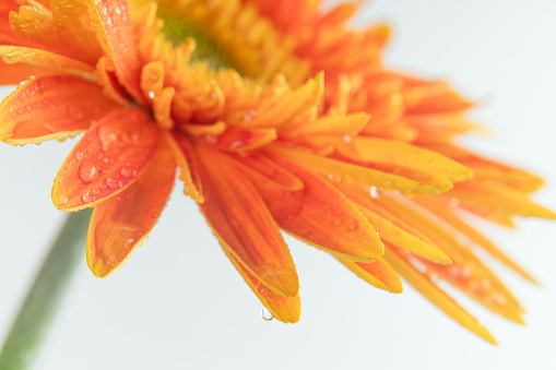 Gerberas on a white background