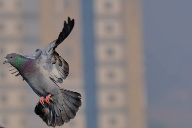 istock White /Rock/Domestic Pigeon 1294367266