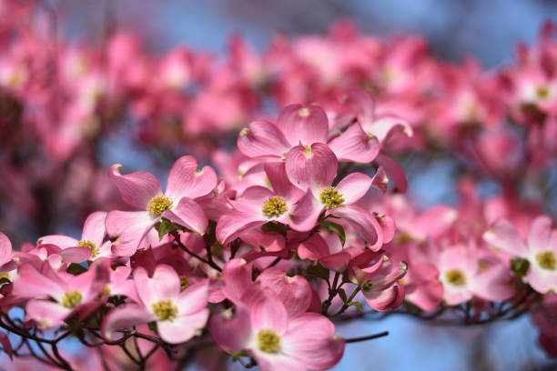 istock Dogwood, a famous flower in spring 1294367891