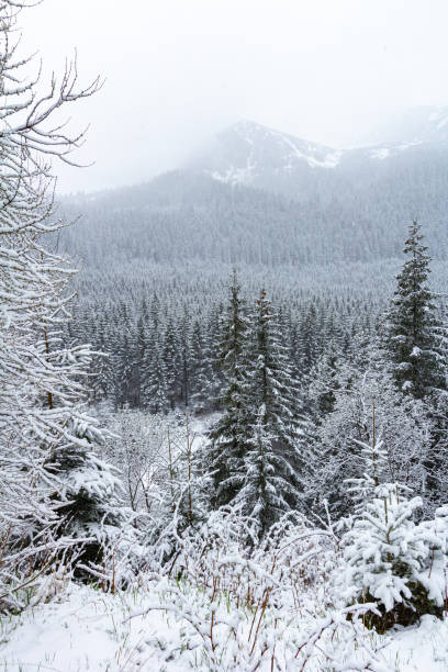 Snowing winter landscape in Tatra mountains, Slovakia stock photo