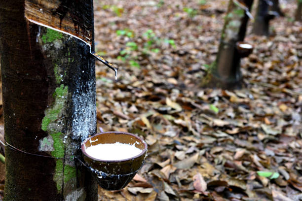 istock Rubber tree and bowl filled with natural rubber latex 1294367958