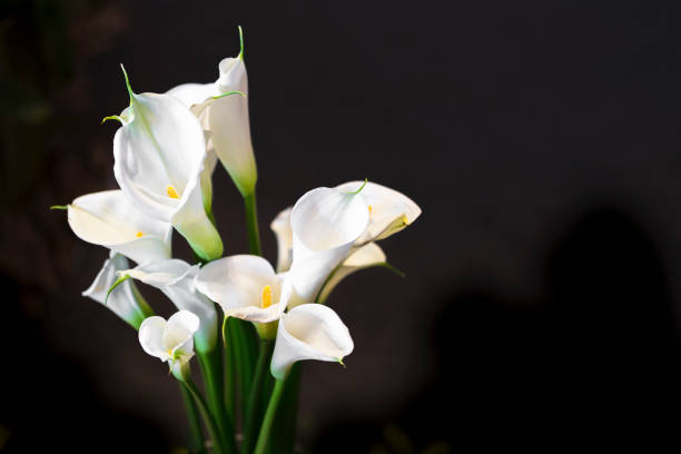 lirio blanco de cala sobre fondo oscuro - alcatraz flor fotografías e imágenes de stock