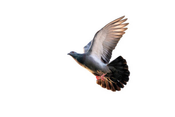 scena d'azione del piccione di roccia che vola in aria isolato su cielo limpido - colombaccio foto e immagini stock