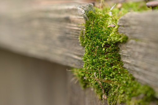 Moss growing on an old wood fence post