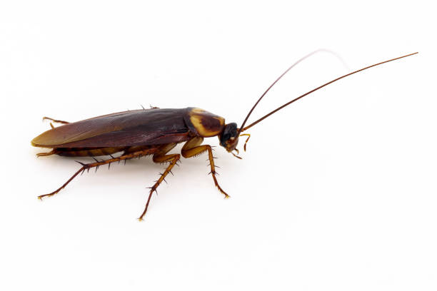 istock Cockroaches isolated on white background 1294372804