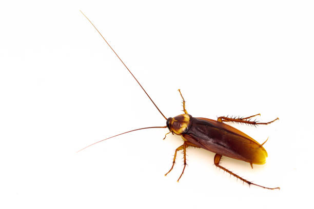istock Cockroaches isolated on white background 1294372805