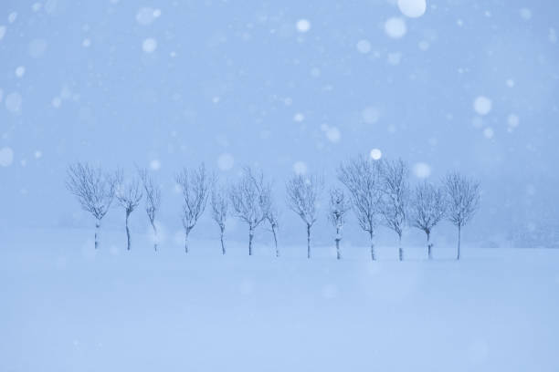 arbres sur le domaine neigeux au japon - niiagata photos et images de collection