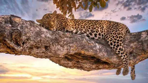 A leopard asleep on a tree branch in Botswana, with the sun setting with golden light in the background.