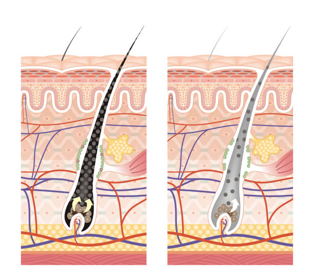поперечное сечение кожи 12 передняя без комментариев - melanocyte stock illustrations