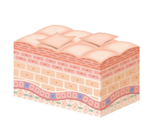 istock Cross section of the skin 6 No commentary 1294377178