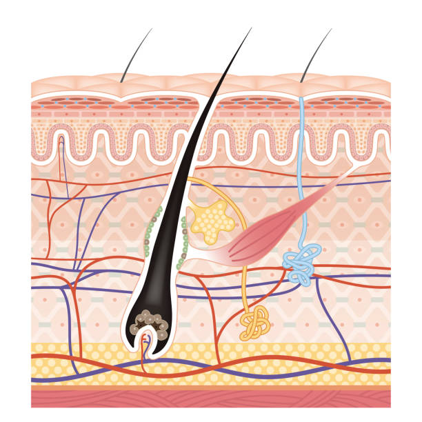 поперечное сечение кожи 11 передняя без комментариев - melanocyte stock illustrations