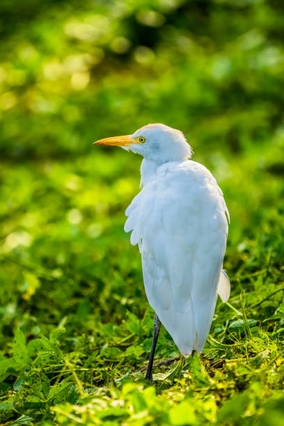 istock Island of Oahu in Hawaii 1294378953