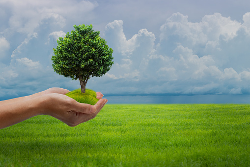 Eco earth day concept: Human hands holding big growth plant over green field and blue sky background.