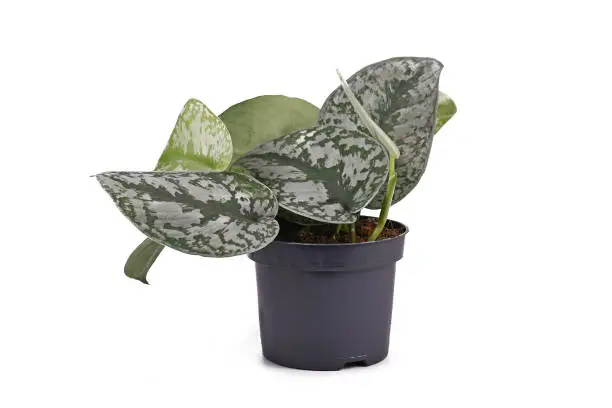 Photo of Exotic 'Scindapsus Pictus Exotica' or 'Satin Pothos' houseplant with large leaves with velvet texture and silver spot pattern