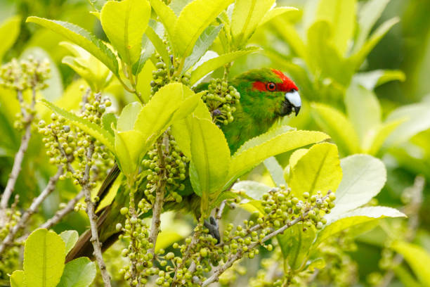red-crowned parakeet - cyanoramphus novaezelandiae - red crowned imagens e fotografias de stock