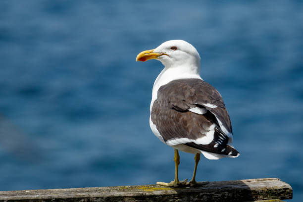 Southern Black-backed Gull - Larus dominicanus Also known as the kelp gull, common across Australasia kelp gull stock pictures, royalty-free photos & images