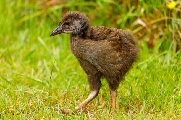 istock Weka - Gallirallus australis 1294379993