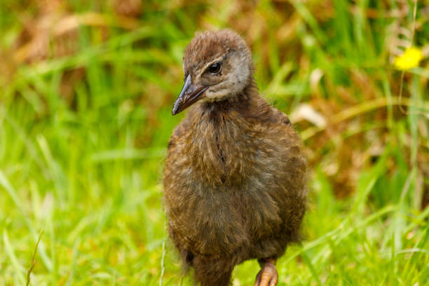istock Weka - Gallirallus australis 1294379995