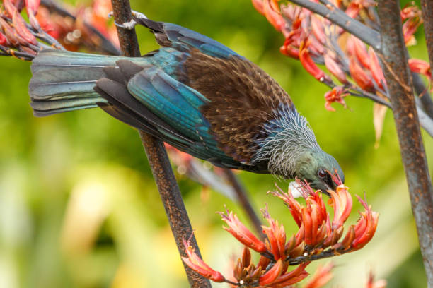 istock Tui - Prosthemadera novaeseelandiae 1294380004