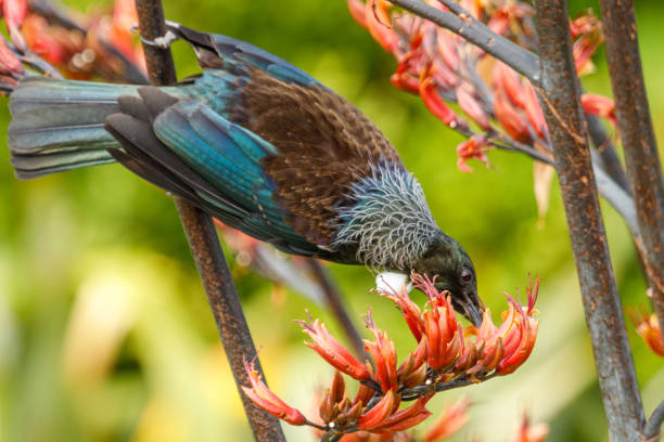 istock Tui - Prosthemadera novaeseelandiae 1294380006