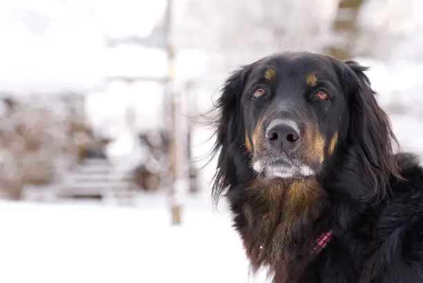 Black Hovawart dog is walking in winter day at snow. Germany guard dog breed