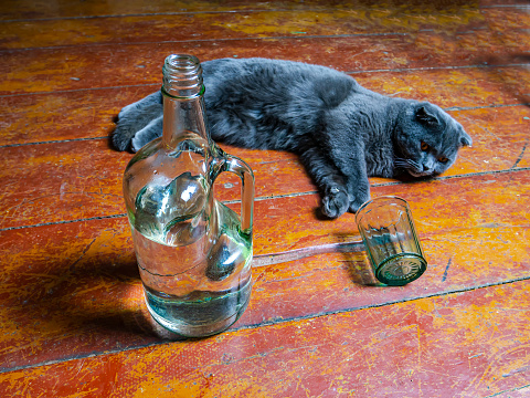 A glass bottle of vodka and a Scottish Fold cat. Scottish Fold cat. Alcohol. Glassware for alcohol. Bad habits. Alcoholism. Background image. Pet. Drinking glass.
