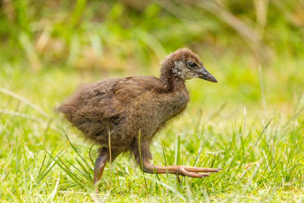 istock Weka - Gallirallus australis 1294382543